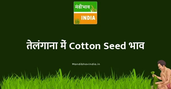 Cotton Seed भाव